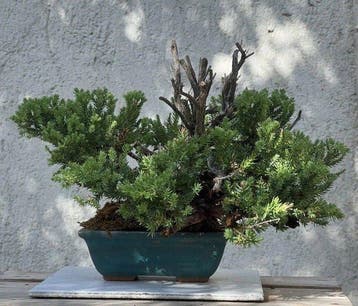 Bonsaï Genévrier (Juniperus) - Hauteur (arbre) : 19 cm -