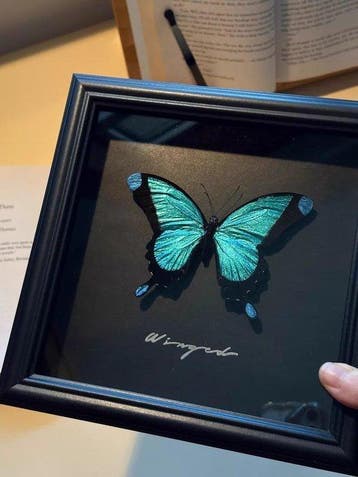 Vlinderexemplaar Taxidermie wandmontage - Blue Morpho