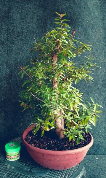 Dwerg granaatappel bonsai (Punica granatum) - Hoogte (boom):