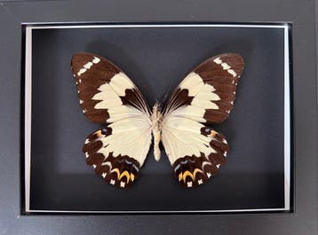 Papillon Support de corps entier pour taxidermie - Euchenor