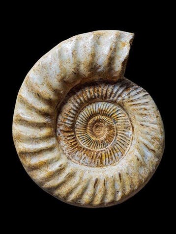 Ammonite - Coquillage fossilisé - 23 cm - 20 cm, Collections, Minéraux & Fossiles