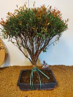 syzygium - Hoogte (boom): 46 cm - Diepte (boom): 35 cm -