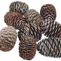 Leucadendron Murri Denneappel los zak ca. 1000 gram, Nieuw