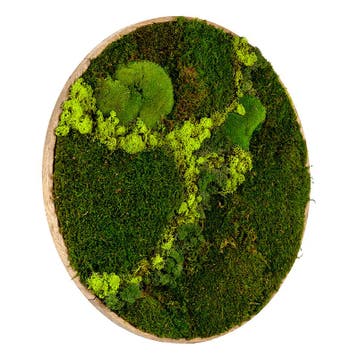 Mosschilderij Rond 60 cm Ongelakt Eiken - Svendborg Lentegro, Verzenden, Nieuw