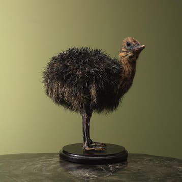 Struisvogel Kuiken Zwart Taxidermie Opgezette Dieren By Max, Ophalen of Verzenden, Nieuw, Vogel, Opgezet dier