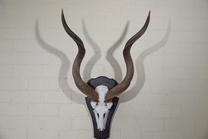Greater Kudu Schedel - Tragelaphus strepsiceros - 38 cm - 92, Verzamelen, Dierenverzamelingen