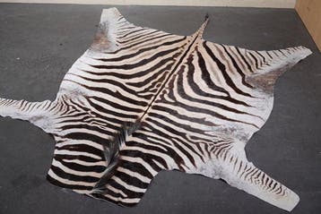 Peau de zèbre des plaines avec tête Ramure de cervidés -, Collections, Collections Animaux