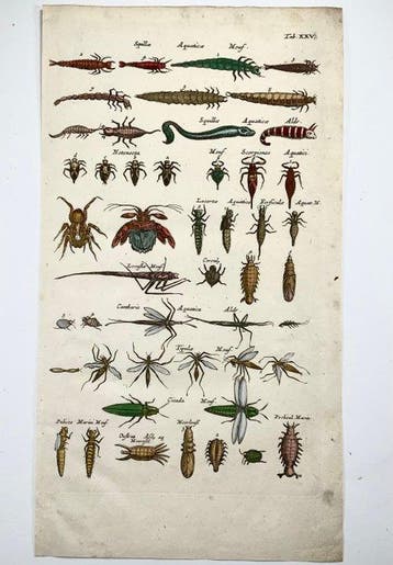 Matthäus Merian (b1593) - hand coloured engraving: Aquatic