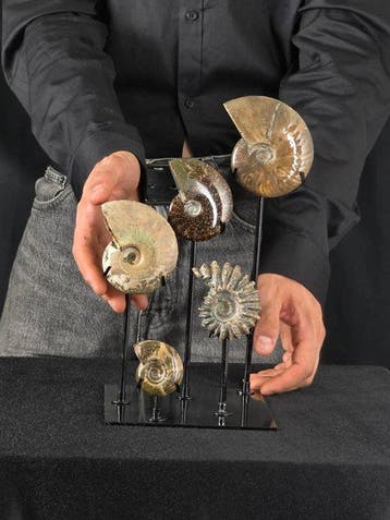 Ammoniet - Gefossiliseerd dier - 5 Ammonite Fossils on, Collections, Minéraux & Fossiles