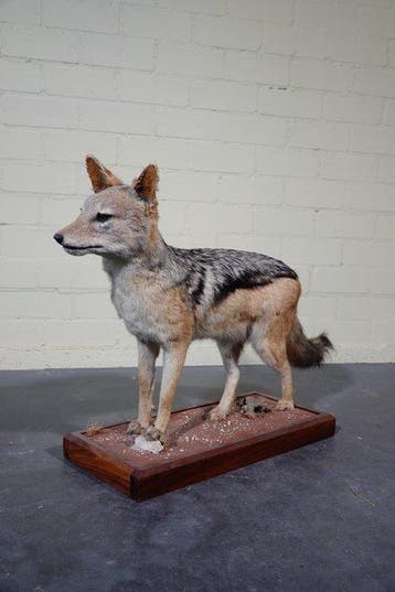 Black-backed Jackal Taxidermie volledige montage - Canis, Nieuw