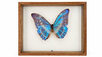 Vlinder Taxidermie volledige montage - Morpho cf. menelaus +
