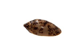 Cymbiola vespertilio 75 mm GEM | Bohol Filipijnen |, Antiek en Kunst