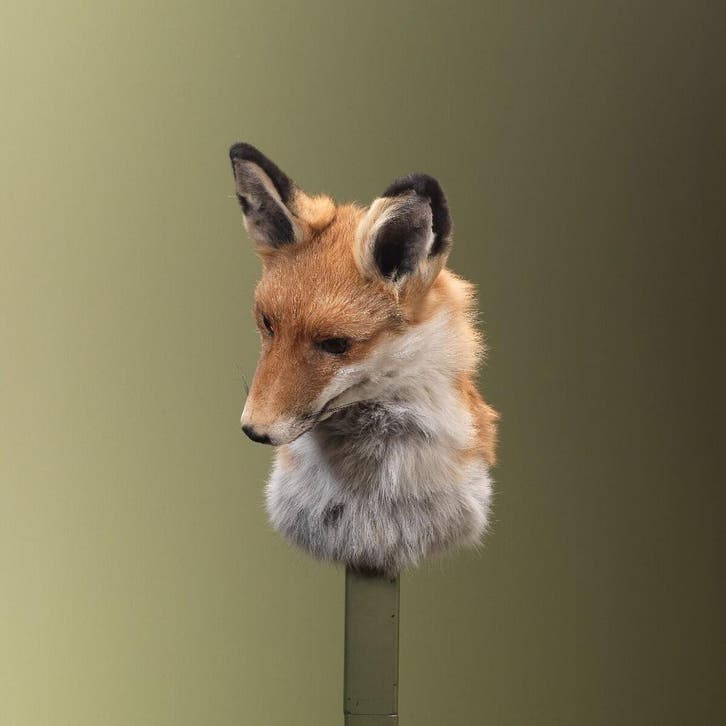 Vos Taxidermie Opgezette Dieren By Max, Collections, Collections Animaux, Enlèvement ou Envoi