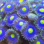 Zoanthus Blue Walter (5 polypen), Animaux & Accessoires, Animaux Autre