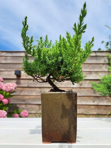 Jeneverbes bonsai (Juniperus) - Hoogte (boom): 17 cm -