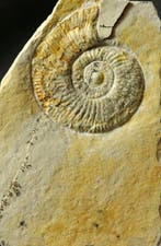 Un ammonite fossile bien conservé provenant du calcaire de