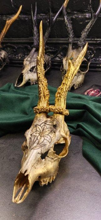Ree Gesneden schedel - Caproleus caproleus - 25 cm - 11 cm -