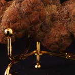 190 g XL 9,80 × 4,40 cm Fossiel coproliet van een dinosaurus