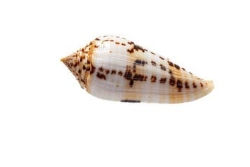 escargot de collection rare  GIANT  pièce parfaite Support