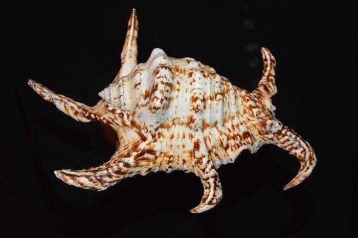 Zeeslak Zeeschelp - S-332 HARPAGO CHIRAGRA (Zonder, Verzamelen, Dierenverzamelingen