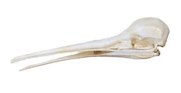 Kiwi Schedel - (Apteryx australis) - Museum Grade Replica -