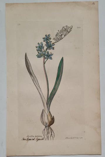 James Sowerby - 20 deels handgekleurde lithos o.a. blauwe
