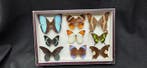 Wolrd Butterflies- - Papilionidae sp. - ex French Mr Amédro, Verzamelen, Dierenverzamelingen, Nieuw
