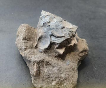 Gefossiliseerde schelp (Zonder minimumprijs)