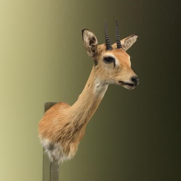 Oribi Antilope Taxidermie Opgezette Dieren By Max, Verzamelen, Dierenverzamelingen, Ophalen of Verzenden, Nieuw, Wild dier, Opgezet dier