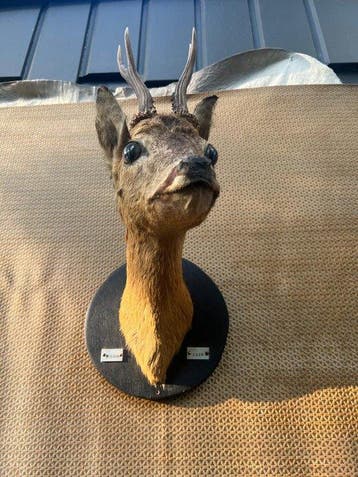 Chevreuil Support mural pour taxidermie - Capreolus