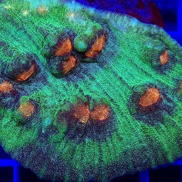 Chalice / Mycedium Elephantotus (Groen / Oranje) L (Ong. 8-9, Dieren en Toebehoren
