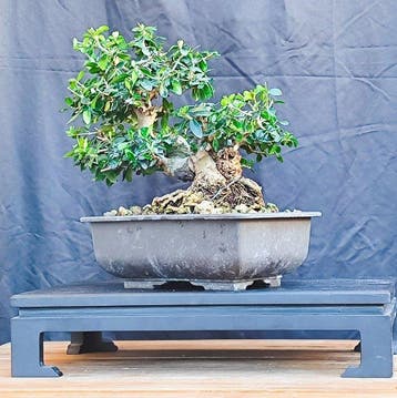 Bonsai Acebuche/Olea Silvestre - Hoogte (boom): 20 cm -