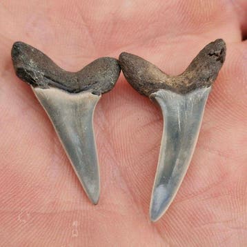Bel ensemble de fines dents de requins fossiles. - Dents, Antiek en Kunst