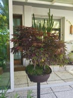 Bonsaï Érable de Bürger (Acer buergerianum) - Hauteur