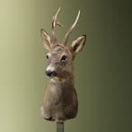 Reebok Wintervacht Taxidermie Opgezette Dieren By Max, Ophalen of Verzenden, Opgezet dier
