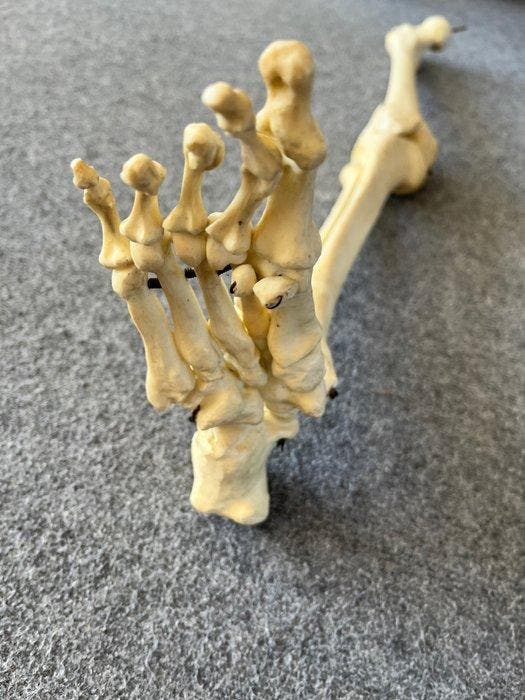 Anatomisch model (3) - Hars - 1850-1900 - Universiteit, Antiek en Kunst, Antiek | Wandborden en Tegels