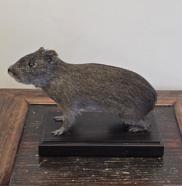 Wilde cavia Taxidermie volledige montage - Cavia aperea - 15, Verzamelen, Nieuw
