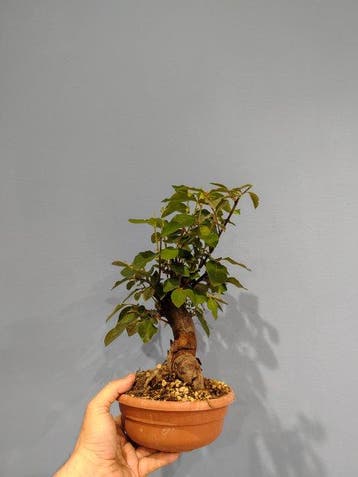 Bonsaï de pêche - Hauteur (arbre) : 25 cm - Profondeur