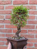 Bonsaï Orme de Chine (Ulmus parviflora) - Hauteur (arbre) :