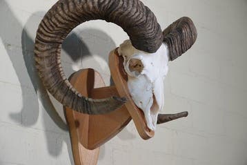 Mouton sauvage Crâne - Ovis a musimon - 0 cm - 50 cm - 0 cm-, Nieuw