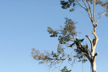 Professioneel Snoeien en vellen van bomen Gratis offerte, Garantie, Tuinonderhoud of Snoeiwerk