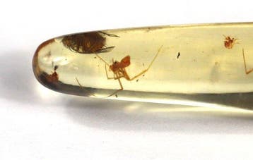 Copal - Barnsteen - Big chunk with many insects , including