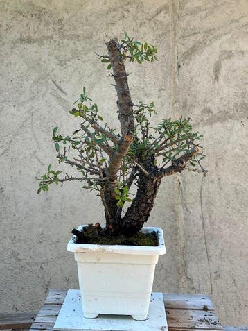Vuurdoorn bonsai (Pyracantha) - Hoogte (boom): 38 cm -