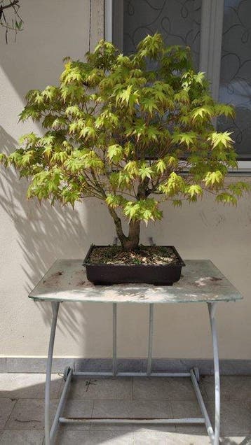 Japanese maple bonsai (Acer palmatum) - Hoogte (boom): 90 cm