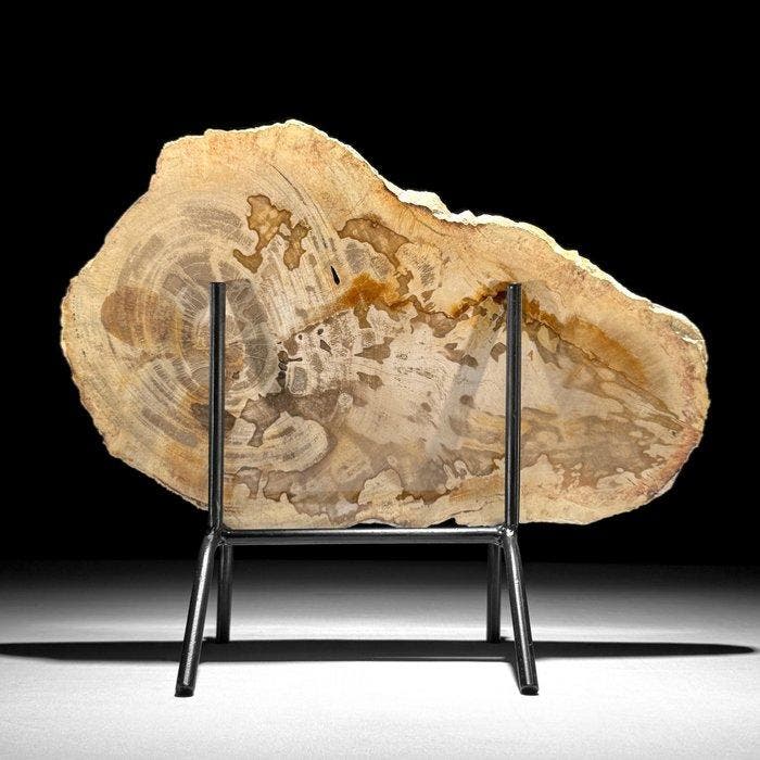 Magnifique tranche de bois pétrifié sur un socle, Antiquités & Art, Art | Objets design