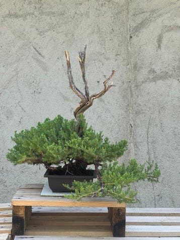 Bonsaï Genévrier (Juniperus) - Hauteur (arbre) : 43 cm -
