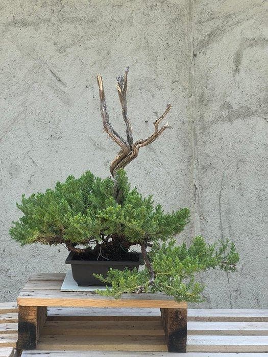 Bonsaï Genévrier (Juniperus) - Hauteur (arbre) : 43 cm -, Antiek en Kunst, Curiosa en Brocante