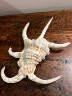 Stombidae lambis Coquillage marin - Lambis (Sans prix de