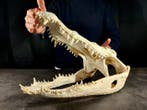 grote krokodillenkop Taxidermie volledige montage -, Nieuw