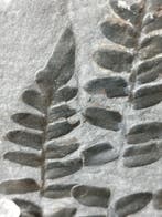 Fossil Plate Fern - Gefossiliseerde plant - Neuropteris